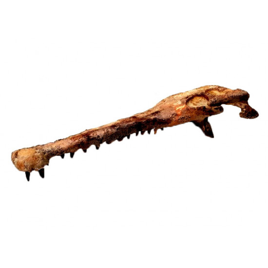 elosuchus cherifiensis (crâne)