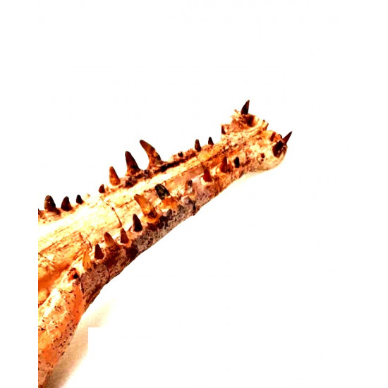 elosuchus cherifiensis (crâne)