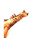 elosuchus cherifiensis (crâne)