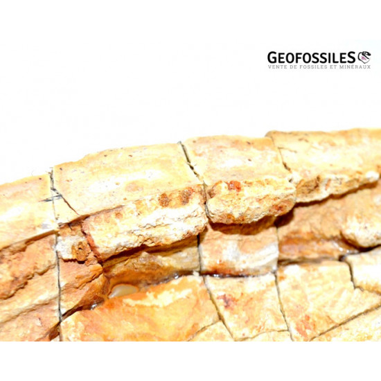 Edingerella madagascariensis (crâne)