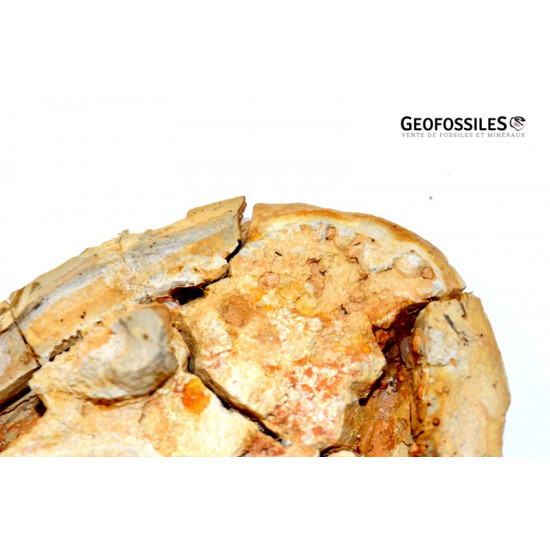 Edingerella madagascariensis (crâne)