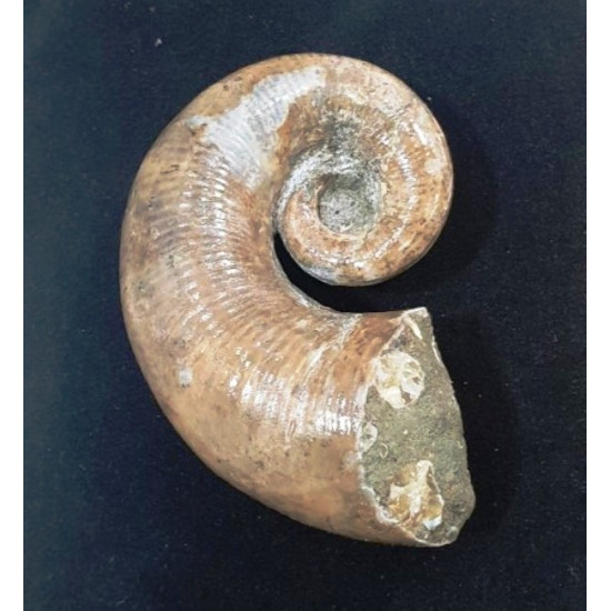 Pictetia asteriana