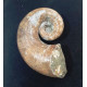 Pictetia asteriana