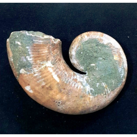 Pictetia asteriana