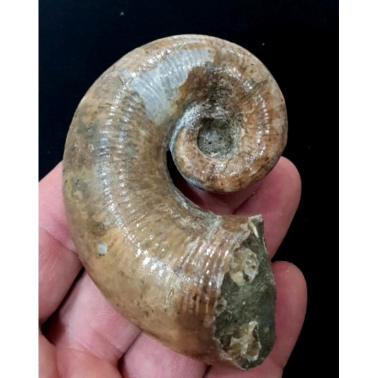 Pictetia asteriana
