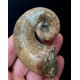 Pictetia asteriana