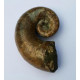 Pictetia asteriana