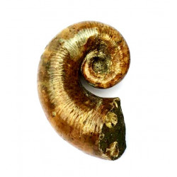 Pictetia asteriana