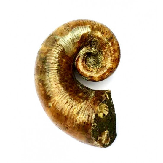 Pictetia asteriana