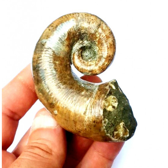 Pictetia asteriana