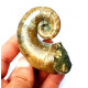 Pictetia asteriana