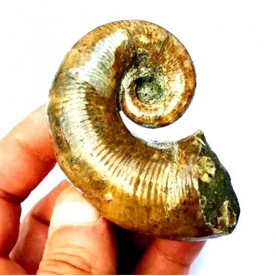 Pictetia asteriana