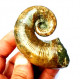 Pictetia asteriana