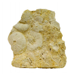 tripneuste burdigalensis