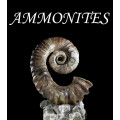 Ammonites