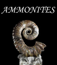 Ammonites