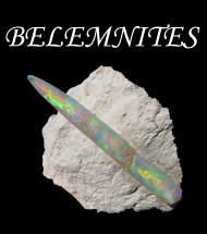 Belemnit