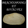 brachiopods and bivalves