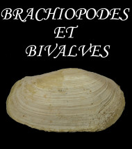 brachiopods and bivalves