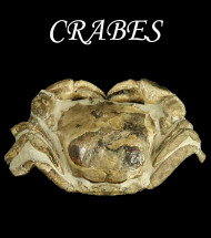 Crabes