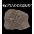 Echinoderms