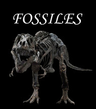 FOSSILS FOSSILS