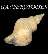Gastéropodes