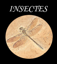 Insects