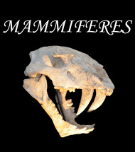 Mammals