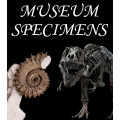 Museum specimen