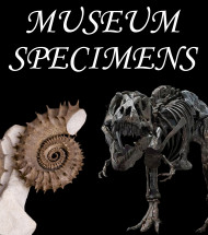 Museum specimen