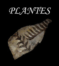 Plants