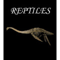 Reptiles