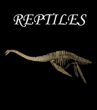 Reptiles