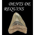 Shark / Fish Teeth