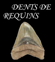 Dents de Requins / Poissons Dents de Requins / Poissons