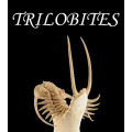 Trilobites