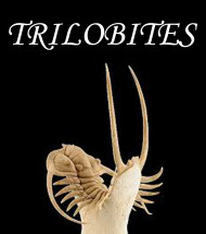 Trilobites