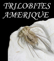 America trilobite America trilobite