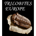 Trilobite Europe