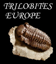 European trilobite
