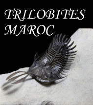 Morocco trilobite Morocco trilobite
