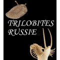 Trilobite Russie