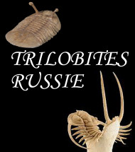 Russian trilobite Russian trilobite