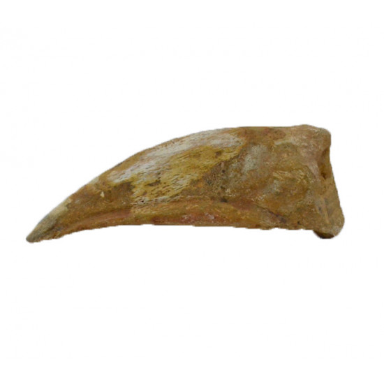 spinosaurus aegypticus (griffe)