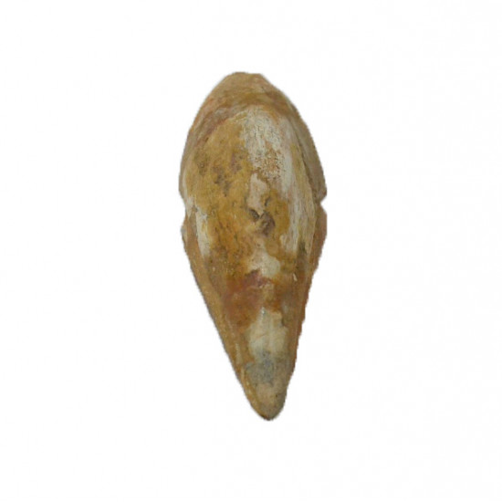 spinosaurus aegypticus (griffe)