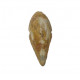 spinosaurus aegypticus (griffe)
