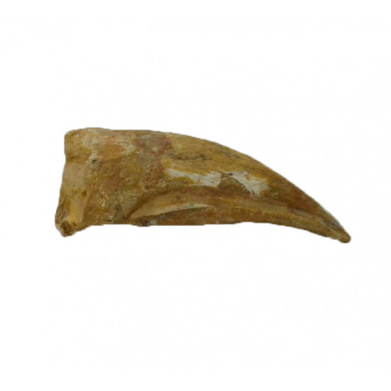spinosaurus aegypticus (griffe)