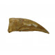 spinosaurus aegypticus (griffe)