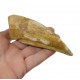 spinosaurus aegypticus (griffe)